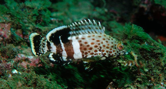 Epinephelus stoliczkae (Cernia Epaulet)